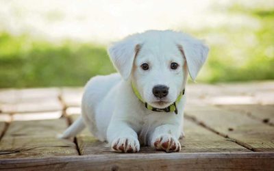 K9 Dog Club Köpek Eğitiminde En Sık Yapılan 4 Hata