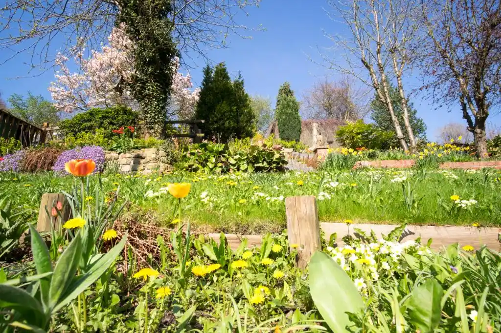 maşuk garden